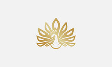 Peacock Logo Design