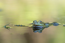 Frog With Reflection