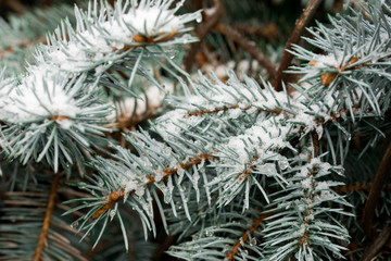 Sticker - spruce twigs covered with snow