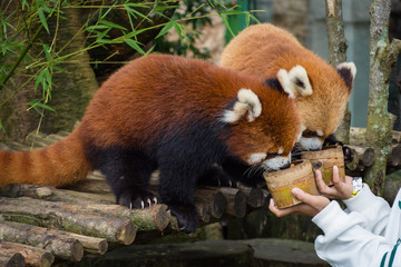 Wall Mural - Two red pandas from Bogor Safari Park that are specially brought from China are enjoying the food provided by visitors.