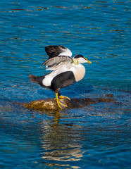 Wall Mural - Common eiders (Somateria mollissima), a large sea-duck found over the northern coasts of Europe and North America. It breeds in Arctic but winters farther south