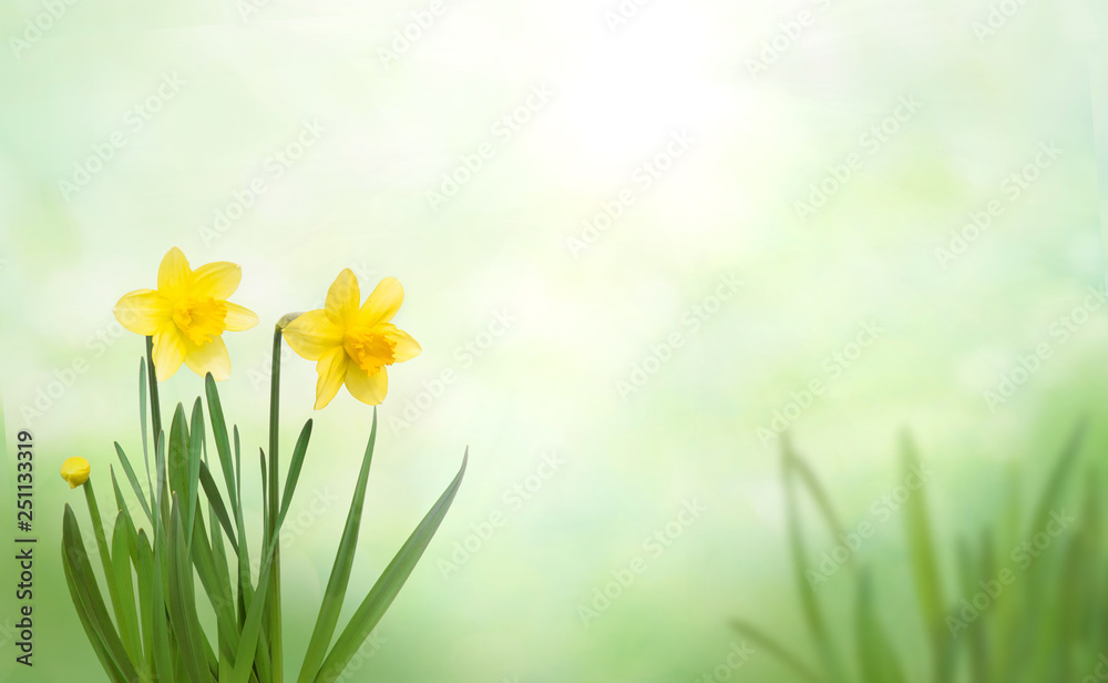 Nature Spring Background with yellow daffodil flowers - obrazy, fototapety, plakaty 