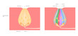 Taste bud / Taste map of the tongue with its four taste areas - bitter, sour, sweet and salty. Tonge anatomy . vector