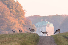 Fallow Deer, Dama Dama, Females And Fawns Crossing The Dirt Road In Dyrehave, Denmark. The Hermitage Palace Out Of Focus In The Background.