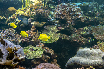 School of yellow fish in a coral reef