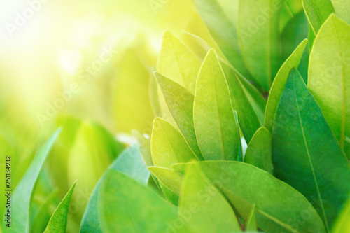 Tea Leaves On Plantation In Sunlight Beams Fresh Green Tea Bush