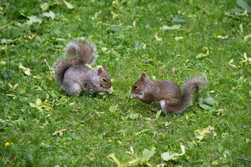 Two grey squirrels eating in a yard