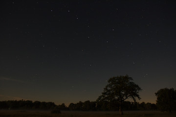 tree at night