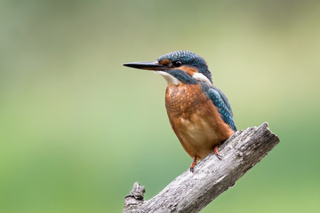 Wall Mural - european kingfisher on a branch