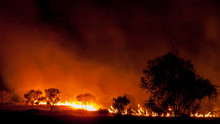 Bushfire In Grassland With Trees In Australia