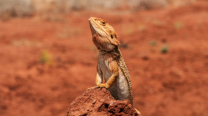 australian iguana taking a sunbath