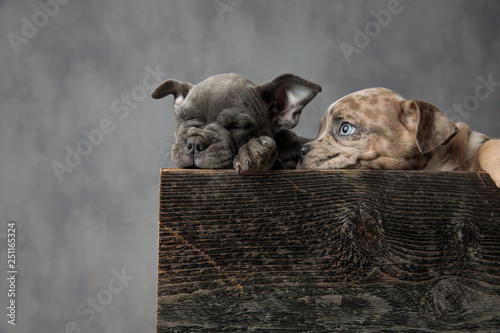 cute bully puppies