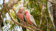 A Pair Of Galahs On Branch In Tree