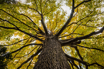 Wall Mural - beautiful Elm tree from beneath