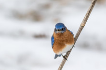 Eastern Bluebird (Sialia Sialis) Male Perched In February With Snow On The Ground