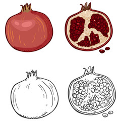 Wall Mural - Vector Set of Cartoon and Sketch Pomegranates