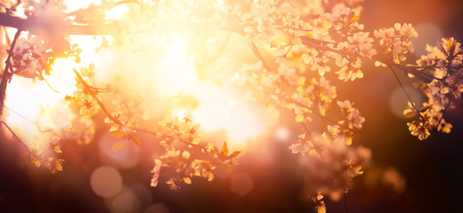 Fotomurales - Blooming tree at sunset