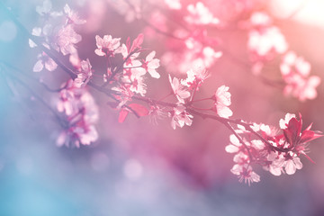 Fotomurales - Blooming tree in spring