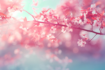 Fotomurales - Blooming tree in spring