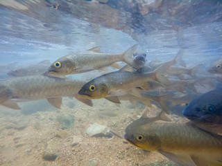 Antimony fish in the water fall. Chanthaburi Thailand