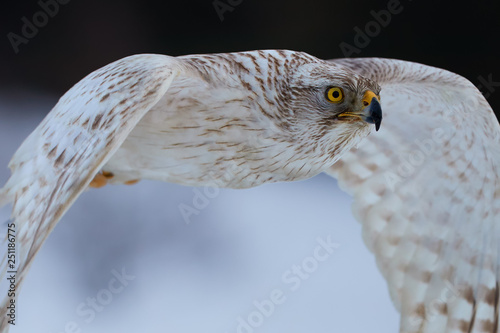 Portrait Of White Siberian Goshawk Accipiter Gentilis Albidus Rare Almost White Hawk With Yellow Eyes Bird Of Prey Flying Very Fast In Winter Landscape Buy This Stock Photo And Explore Similar Portrait Of White Siberian Goshawk Accipiter Gentilis Albidus Rare Almost White Hawk With Yellow Eyes Bird Of Prey Flying Very Fast In Winter Landscape Buy This Stock Photo And Explore Similar
