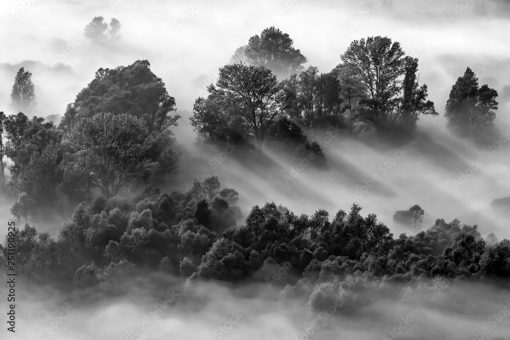 Alba sulla foresta con nebbia, immagine in bianco e nero - obrazy, fototapety, plakaty 