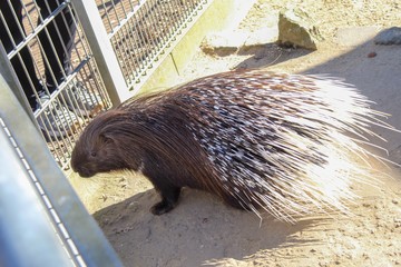 Stachelschwein