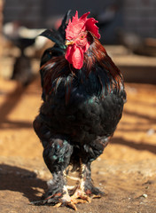 Poster - Portrait of a rooster on a farm