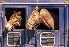 Two Horses Heads Sticking Out Of Windows Of Old Rusty Livestock Trailer - Close-up