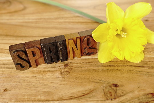 Spring  time,  letterpress letters, daffodil