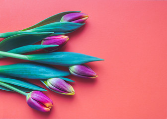 Wall Mural - Top view of blooming fresh pink and yellow tulips on pantone colored background. Spring floral background