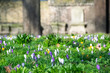 Purple, white and  yellow crocus flowers in field of grass with tree and old stone building in background