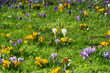 Purple, white and  yellow crocus flowers in field of grass