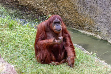 Orangutan