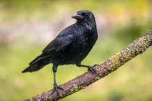 Carrion Crow On Branch