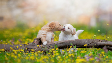 puppies kiss