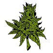 cannabis drawing design 