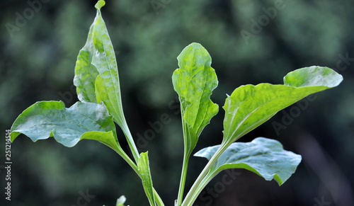 Cuadros en Lienzo In nature, the plantain is growing