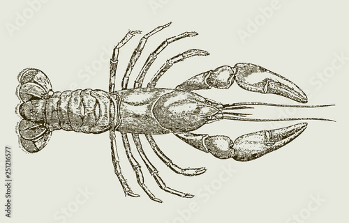 Fotografía Parastacus brasiliensis, a freshwater crayfish from Brazil in top view