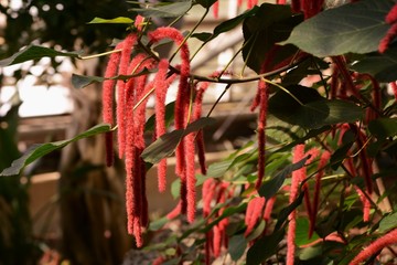 Canvas Print - Acalypha hispida (Chenille plant)