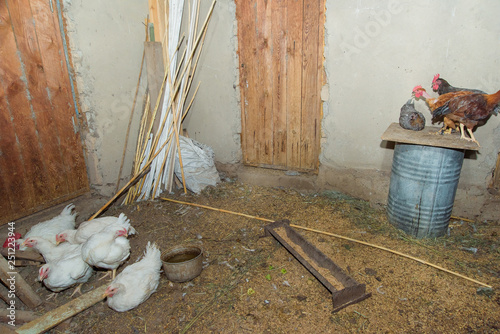 Breeding Chickens In The Household Poultry Chicken Shed Chicken