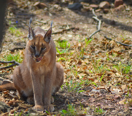 Wall Mural - Caracal also know as African golden Cat