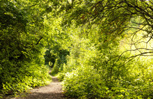 A Mysterious Winding Path In A Lush Forest Illuminated By Sunlight. Tunnel Of Trees With A Track Amid The Thicket Of Bushes On A Bright Sunny Day. Restful Surroundings For Hiking. Seasonal Background.