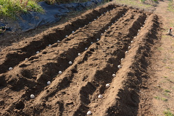 Sticker - Planting seed potatoes / Kitchen garden