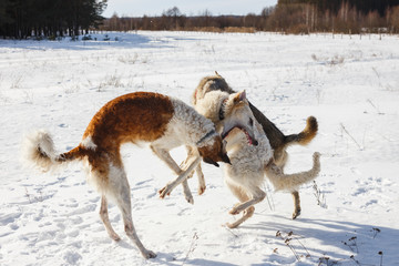 Fight of two hunting dogs of a dog and a gray wolf in a snowy field.