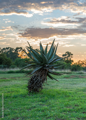 Plant Aloe Vera At The Dawn Of The Sun South Africa Buy This