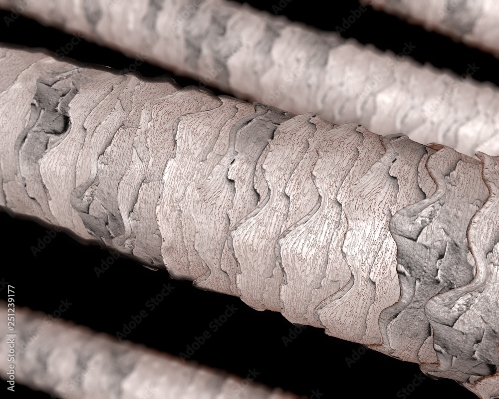 human hair microscope image