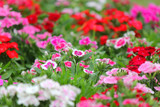 dianthus flower blossom in the garden