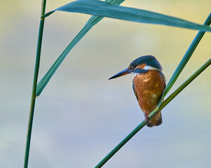 Sticker - European Kingfisher (Alcedo atthis).