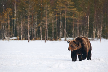 Wall Mural - Brown bear walking in the snow
